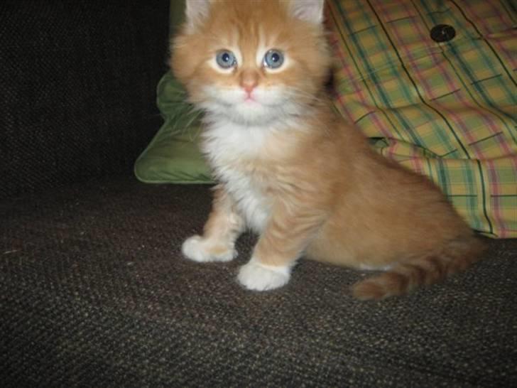 Maine Coon Mogens billede 8