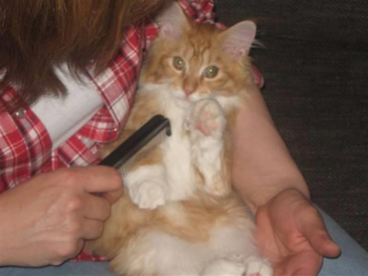 Maine Coon Mogens billede 9