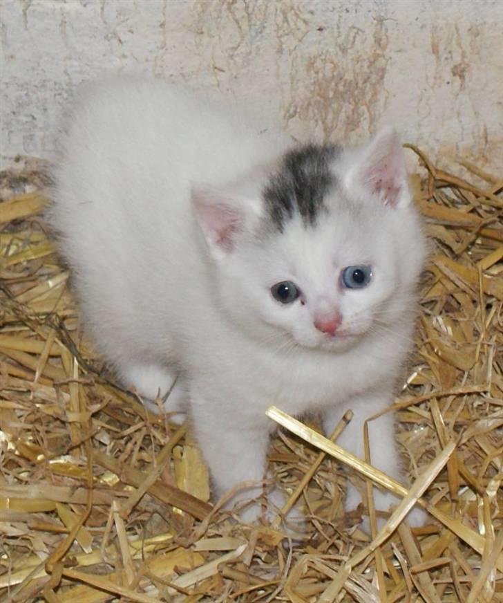 Blanding af racer Trip (DØD) billede 1