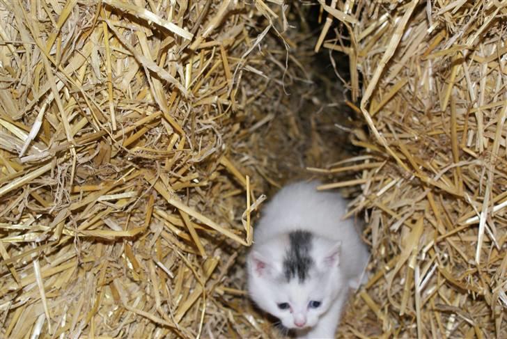 Blanding af racer Trip (DØD) billede 2