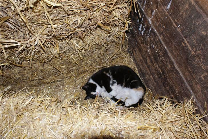 Blanding af racer Trip (DØD) billede 4