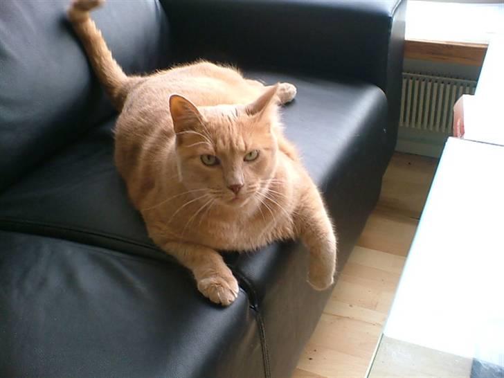 Huskat Chili - Tykke Chili dovner på sofaen :) billede 13