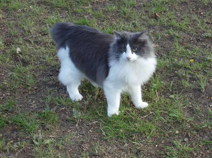 Norsk Skovkat Daisy  ( R.I.P ) (Død) billede 1