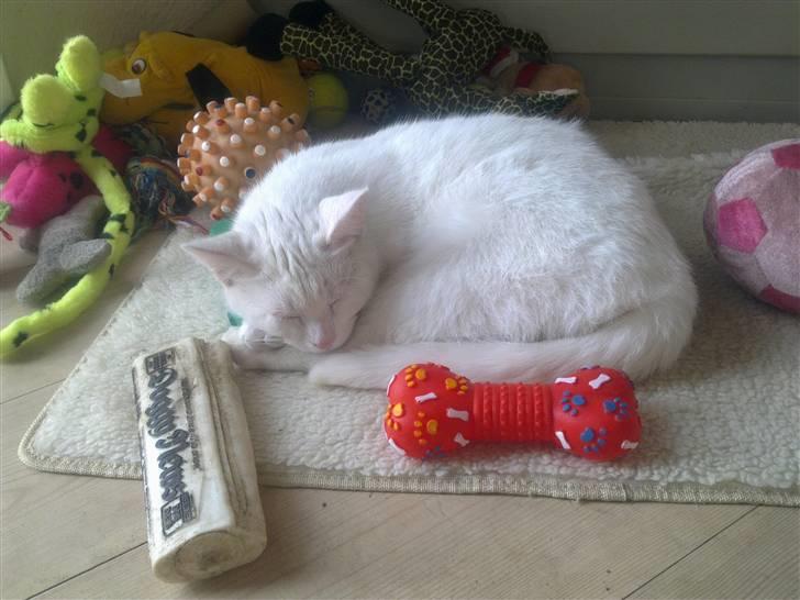 Huskat Tøsen - her har jeg lige taget hundens plads.. man ligger nu godt :o) billede 11