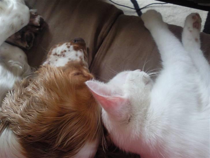 Huskat Tøsen - er vi ikke søde.. billede 12