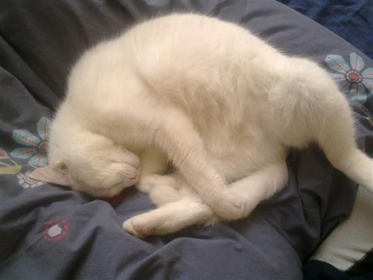 Huskat Tøsen - sikken en måde at sove på.. smiler billede 14