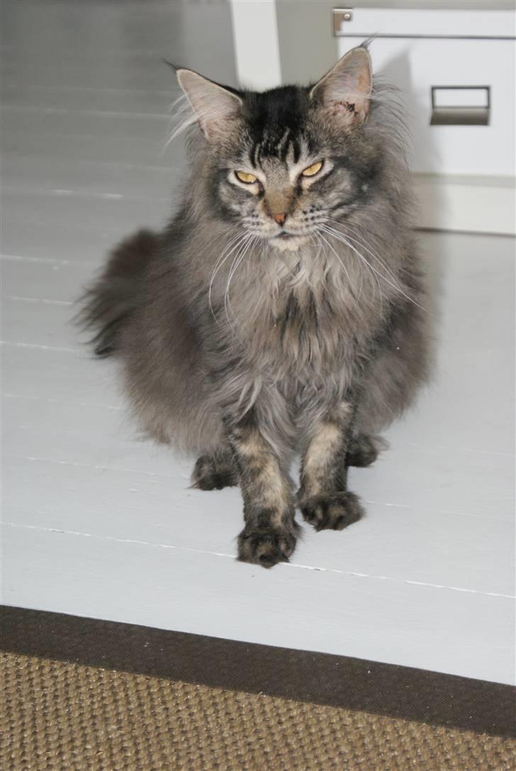 Maine Coon Samson - død 01.10.10 billede 1