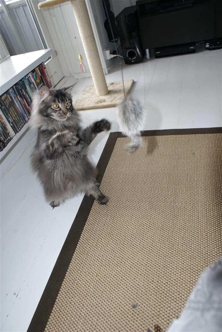 Maine Coon Samson - død 01.10.10 billede 2