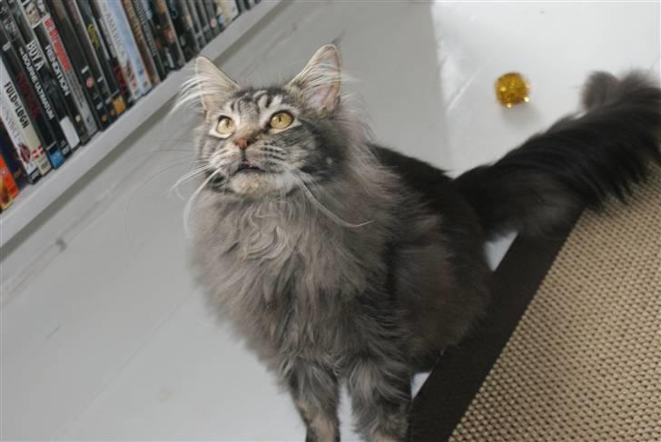 Maine Coon Samson - død 01.10.10 billede 3