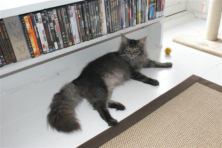 Maine Coon Samson - død 01.10.10 billede 4