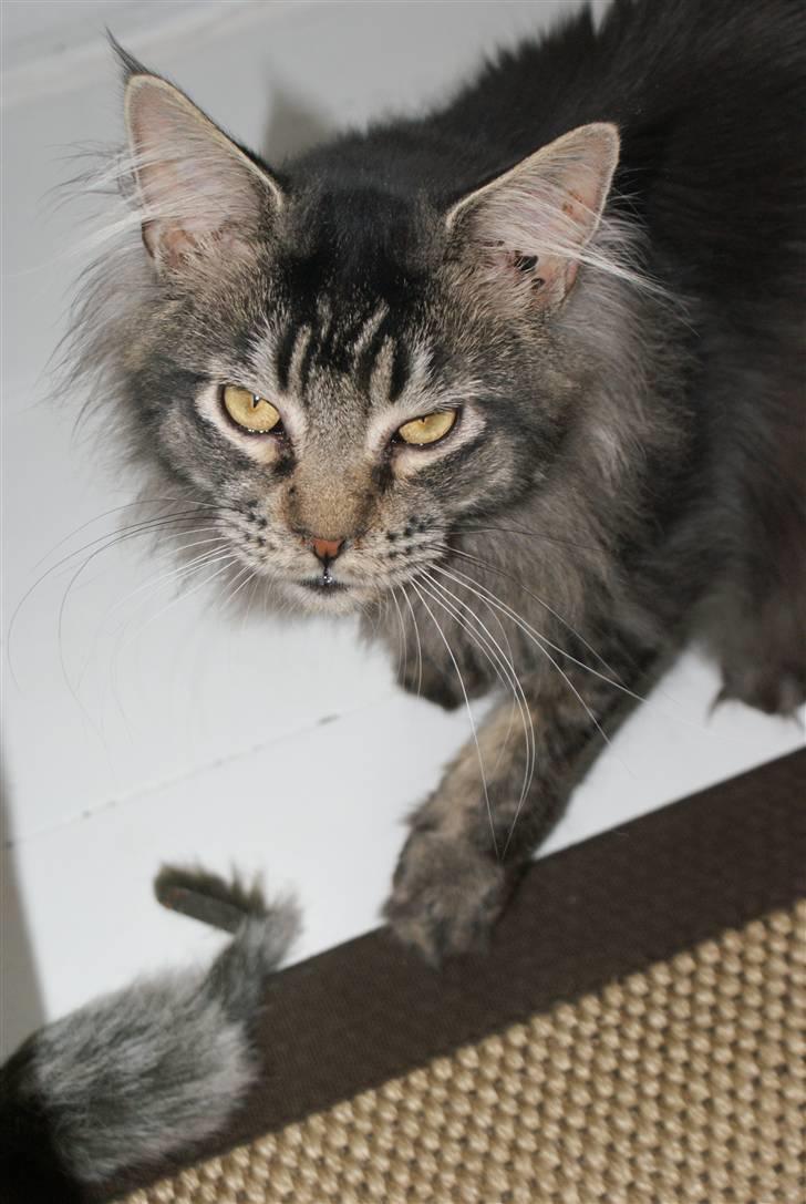 Maine Coon Samson - død 01.10.10 billede 5