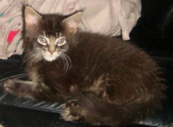 Maine Coon Samson - død 01.10.10 - 2 mdr. gammel billede 6