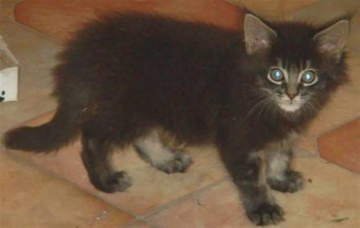 Maine Coon Samson - død 01.10.10 - 2 mdr. gammel billede 7