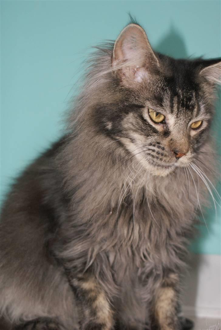 Maine Coon Samson - død 01.10.10 billede 8