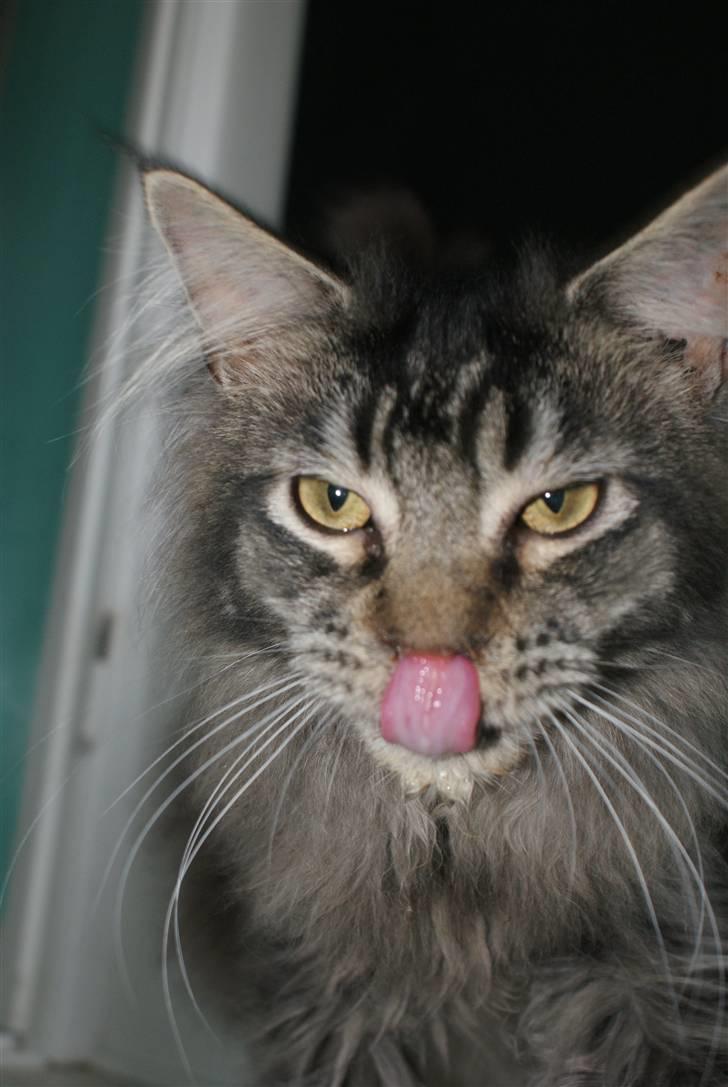 Maine Coon Samson - død 01.10.10 billede 9