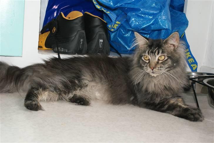 Maine Coon Samson - død 01.10.10 billede 10