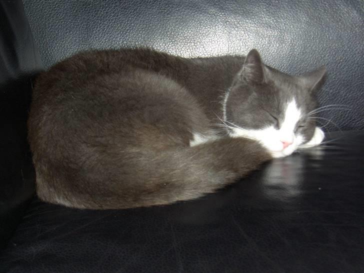 Huskat Bamse <3 - Sove sove sove :-D Deet livet :-) billede 1