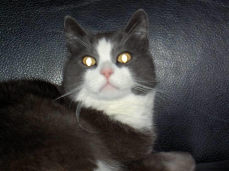 Huskat Bamse <3 - Bamse tænker: Er jeg nu blevet en superstejne XD  billede 2