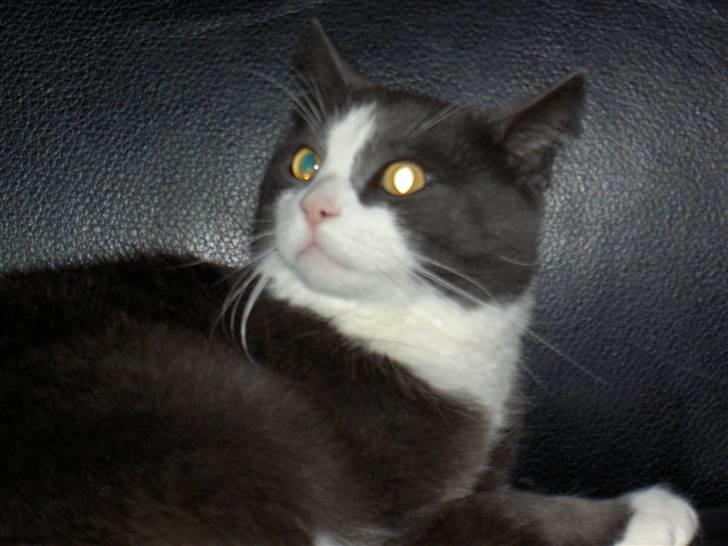 Huskat Bamse <3 - Bamse der bliver forskræket over at ringe klokken ringer xD. Meget mærkelig kat?? :-). billede 3