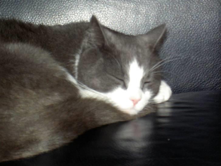 Huskat Bamse <3 - Bamse min dejlige dreng :-) <333 billede 4