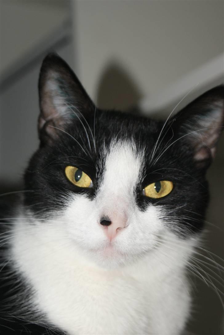 Huskat Ofelia billede 1