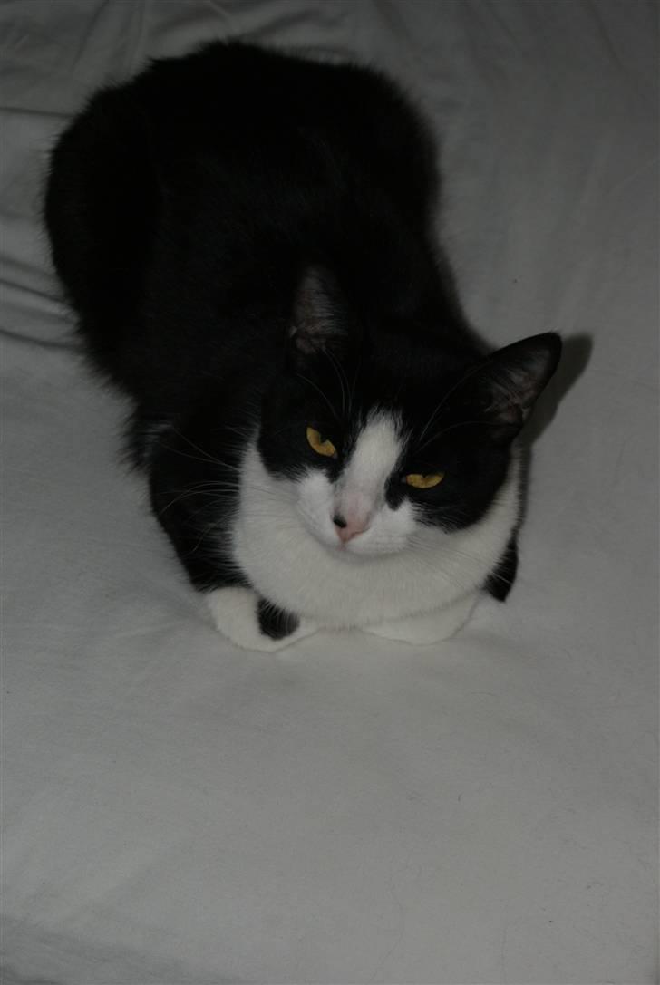 Huskat Ofelia billede 2