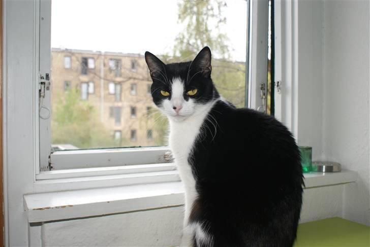 Huskat Ofelia billede 3