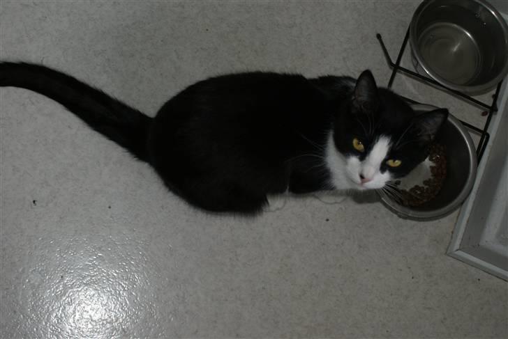 Huskat Ofelia billede 4