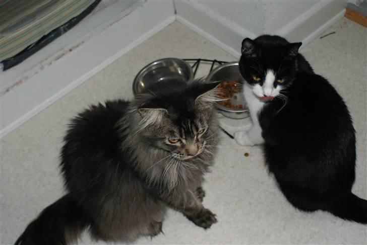 Huskat Ofelia billede 5