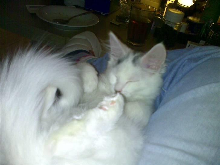 Blanding af racer Bella billede 2