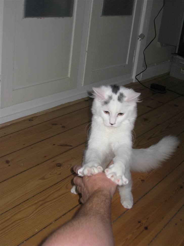 Blanding af racer Bella billede 3