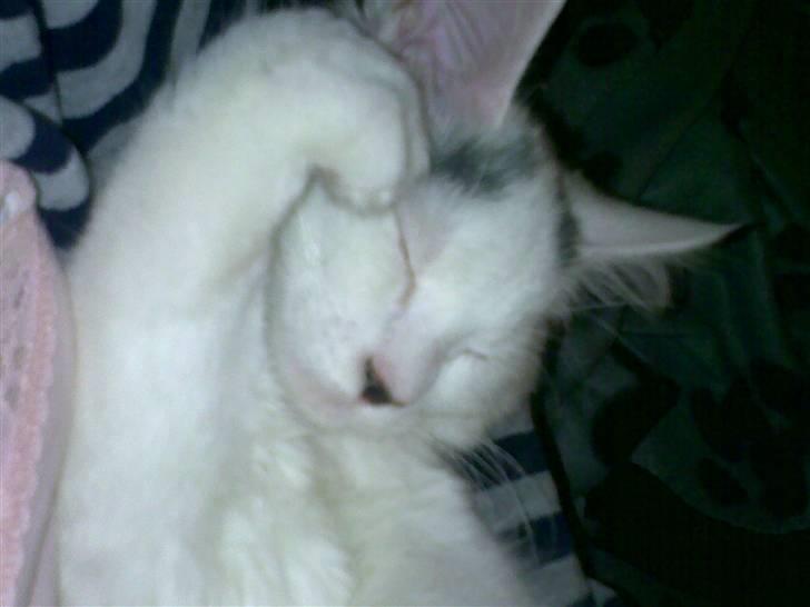 Blanding af racer Bella billede 4