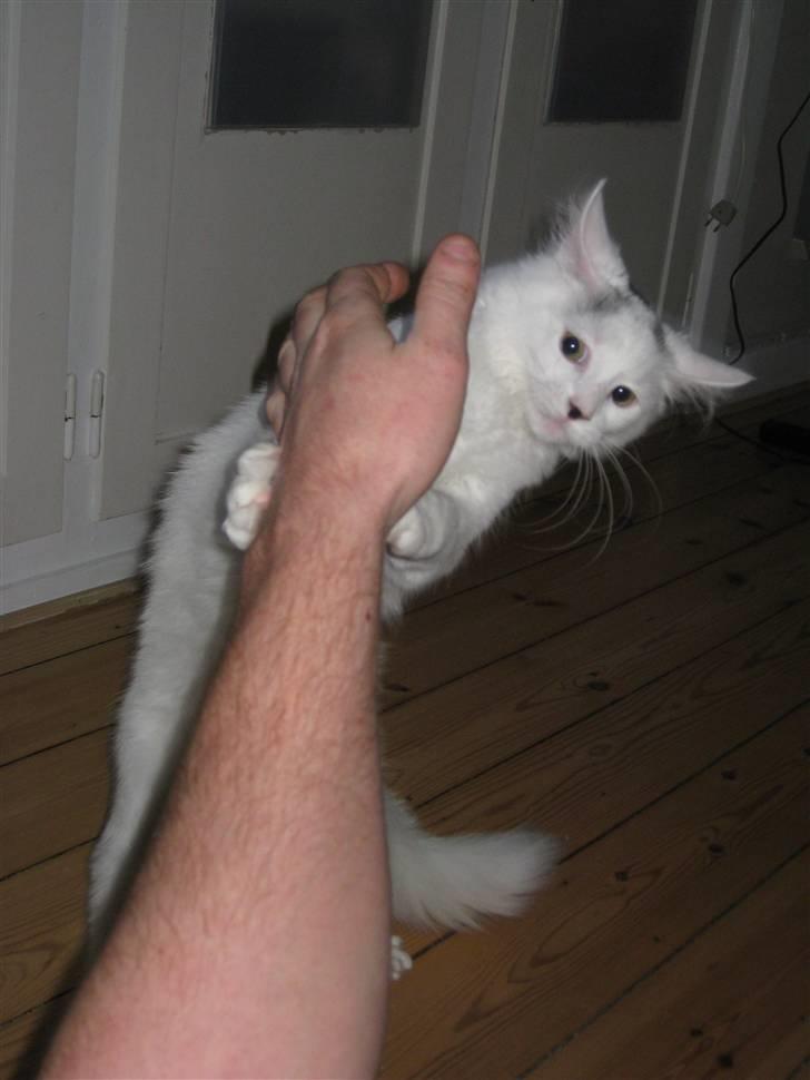 Blanding af racer Bella billede 5