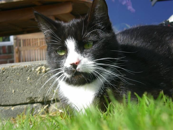 Huskat Annabel billede 17