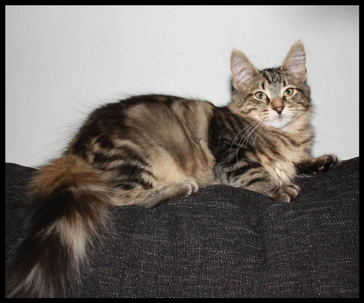 Norsk Skovkat DK SHAGGYTAIL'S YAHOO GIZMO - Sååå smuk han er ;O) 4 mdr, 3 uger og 1 dag gammel billede 12