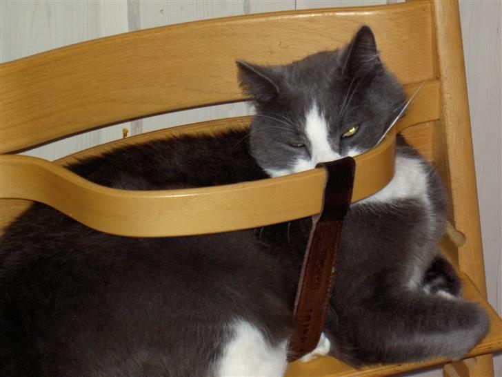 Huskat Bamse <3 - Bamse Som sover i min barnestol (Jeg tror ikke han kan være der :-D)  billede 5