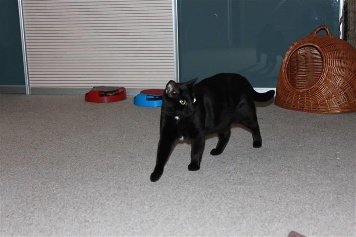 Huskat Lucky billede 3