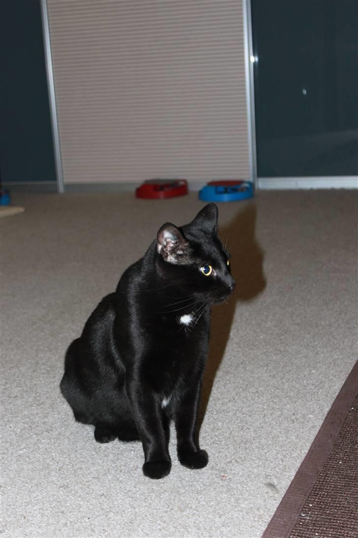 Huskat Lucky billede 4