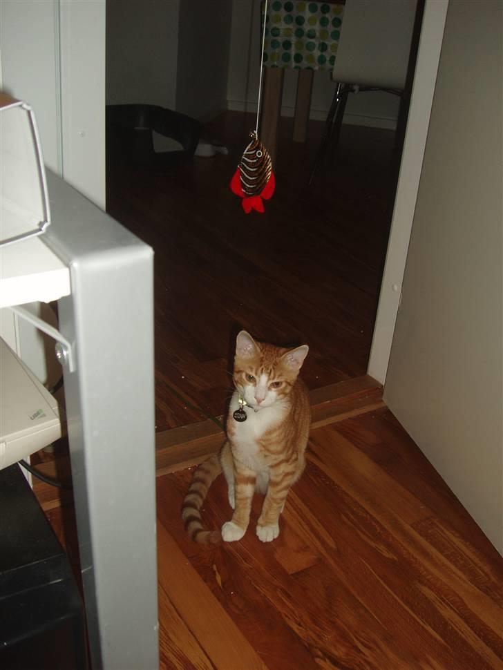 Huskat Oliver billede 1