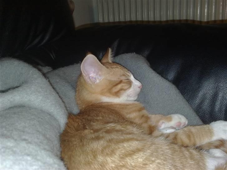 Huskat Oliver billede 2