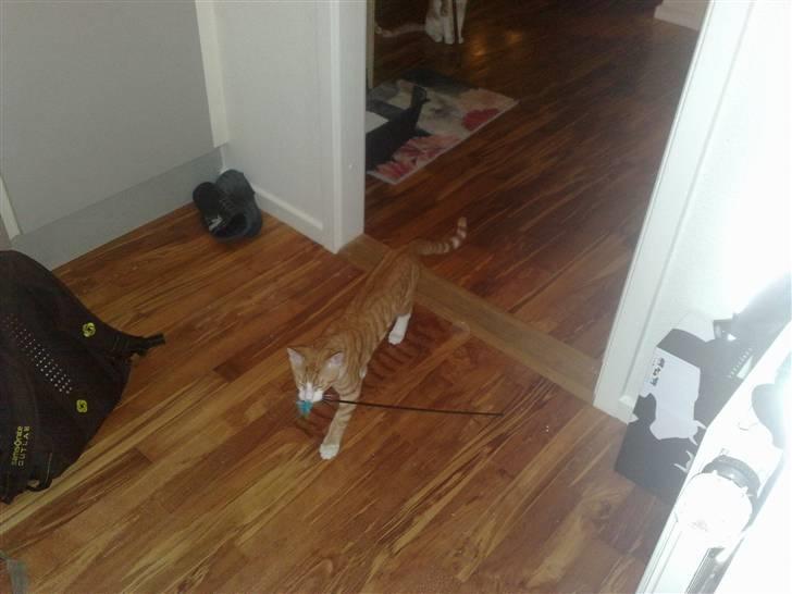 Huskat Oliver - Apport kat billede 3