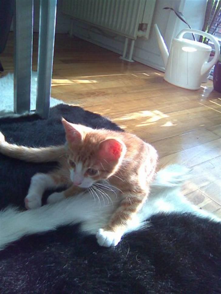 Huskat Oliver - Første billede, da man var helt ny billede 4