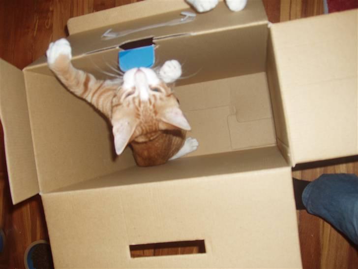 Huskat Oliver billede 5