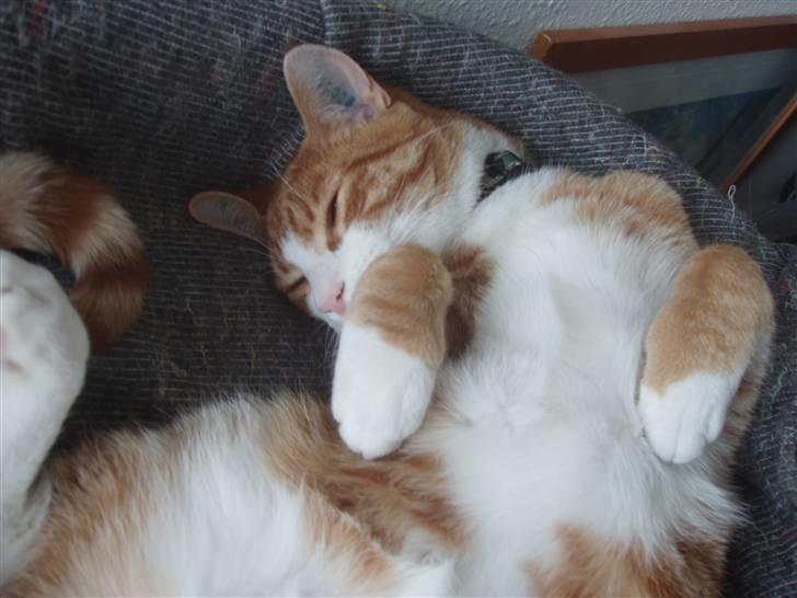 Huskat Oliver - Sovetryne billede 6