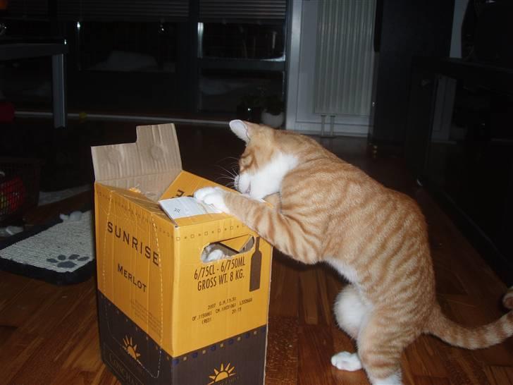 Huskat Oliver billede 7