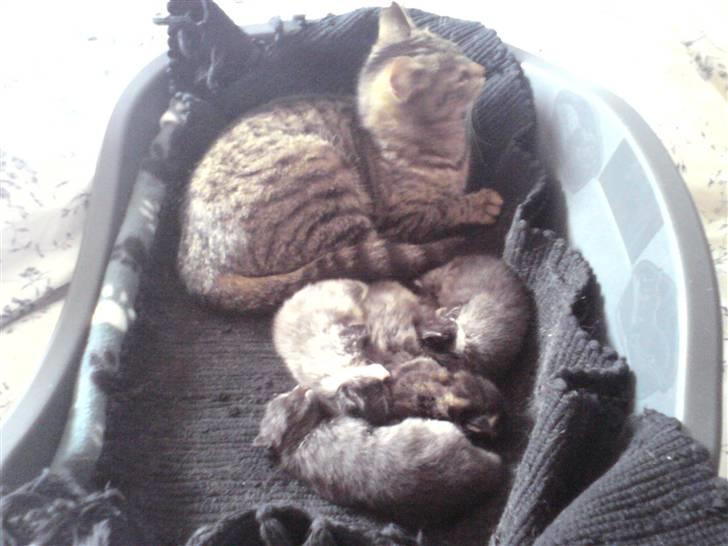 Blanding af racer Civic - Så er hun blevet Mor igen... 4 små dejlige pulte... billede 11