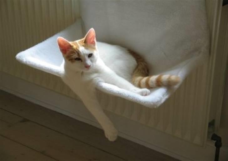 Huskat Bella billede 17