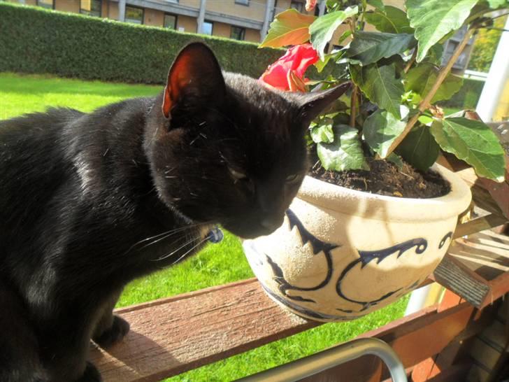 Huskat Zippo  - Little Mr. SunShine! :´3  billede 1