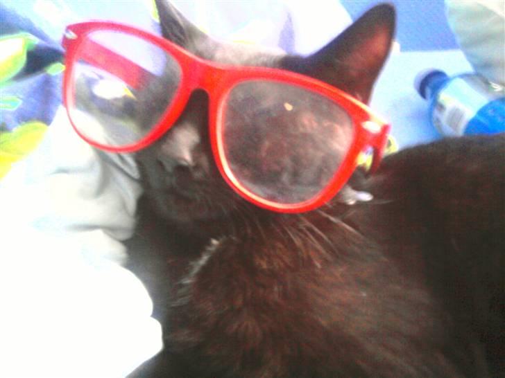 Huskat Zippo  billede 3