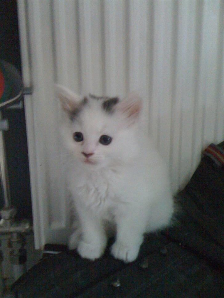 Blanding af racer Bella billede 8